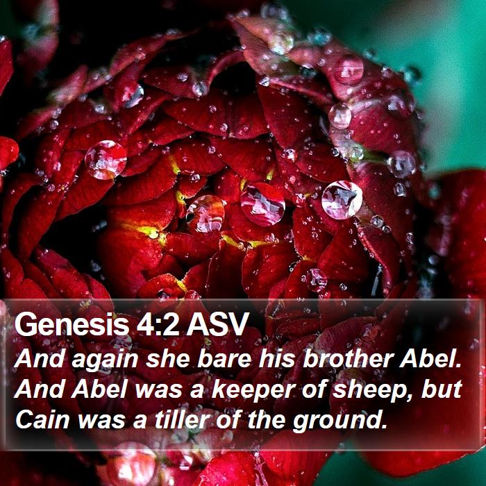 Genesis 4:2 ASV Bible Study