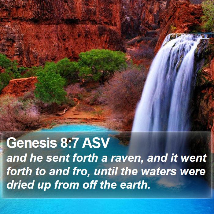 Genesis 8:7 ASV Bible Study