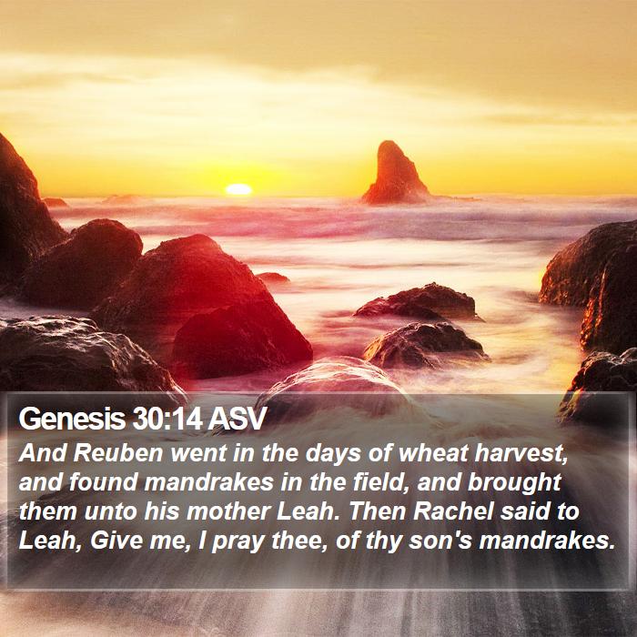 Genesis 30:14 ASV Bible Study