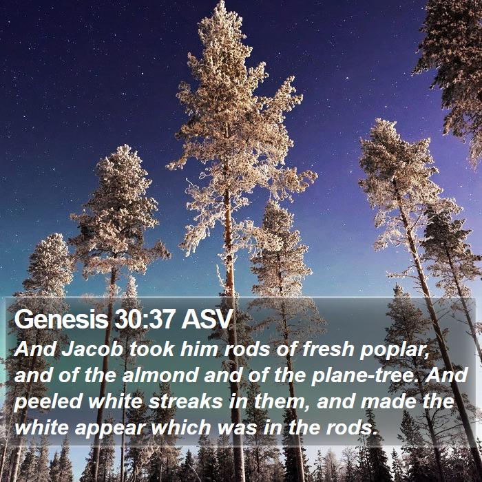 Genesis 30:37 ASV Bible Study