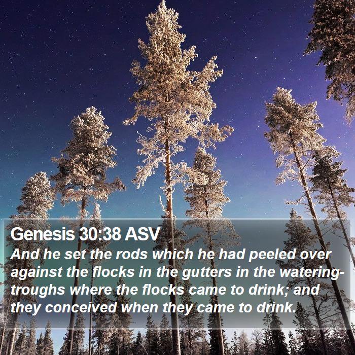 Genesis 30:38 ASV Bible Study