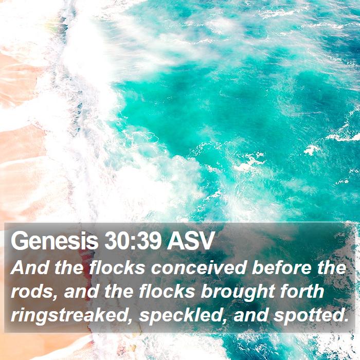 Genesis 30:39 ASV Bible Study