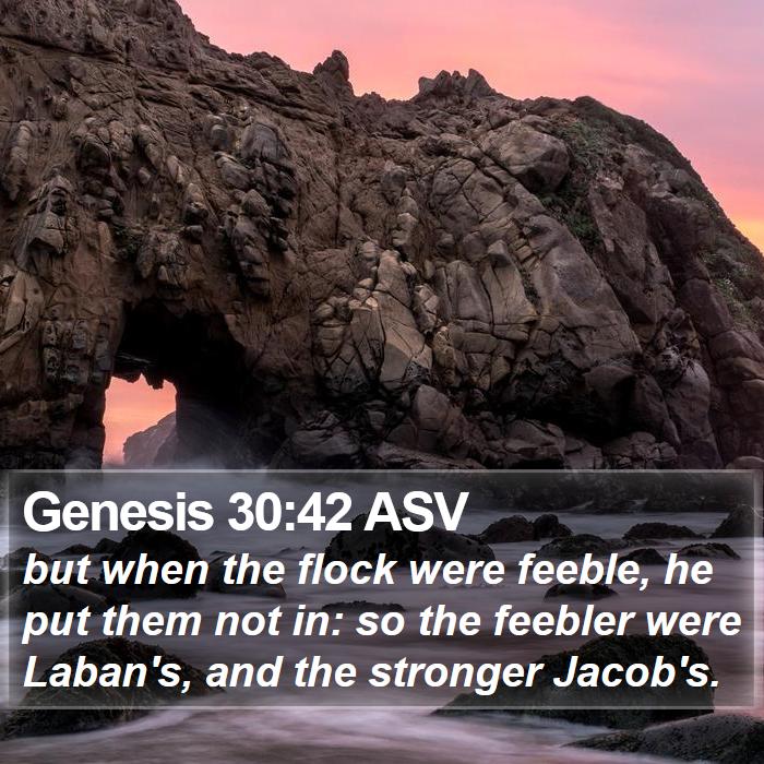 Genesis 30:42 ASV Bible Study