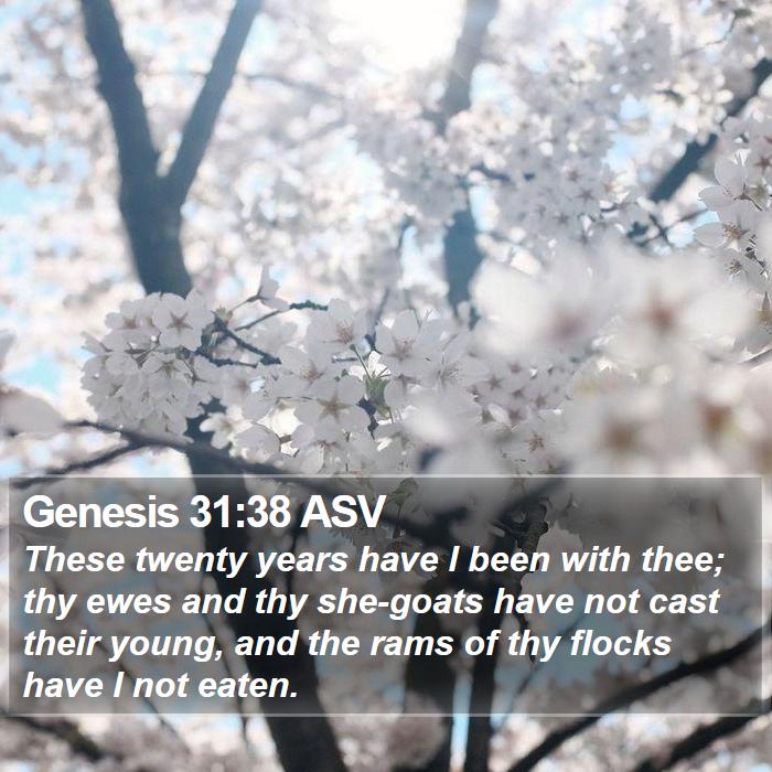 Genesis 31:38 ASV Bible Study