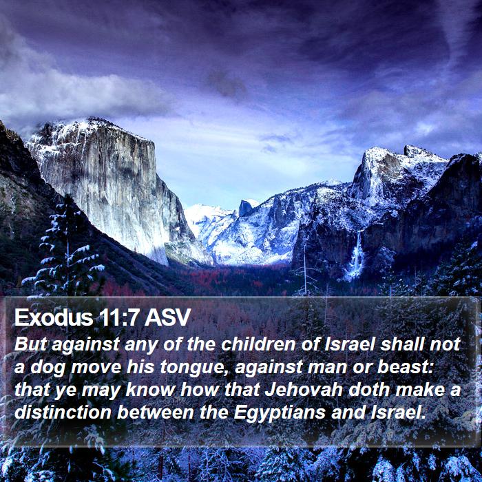 Exodus 11:7 ASV Bible Study