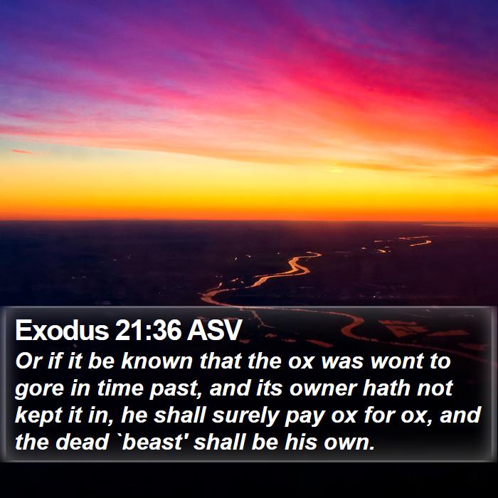 Exodus 21:36 ASV Bible Study