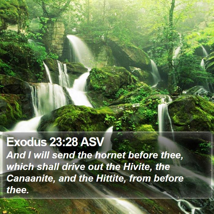 Exodus 23:28 ASV Bible Study