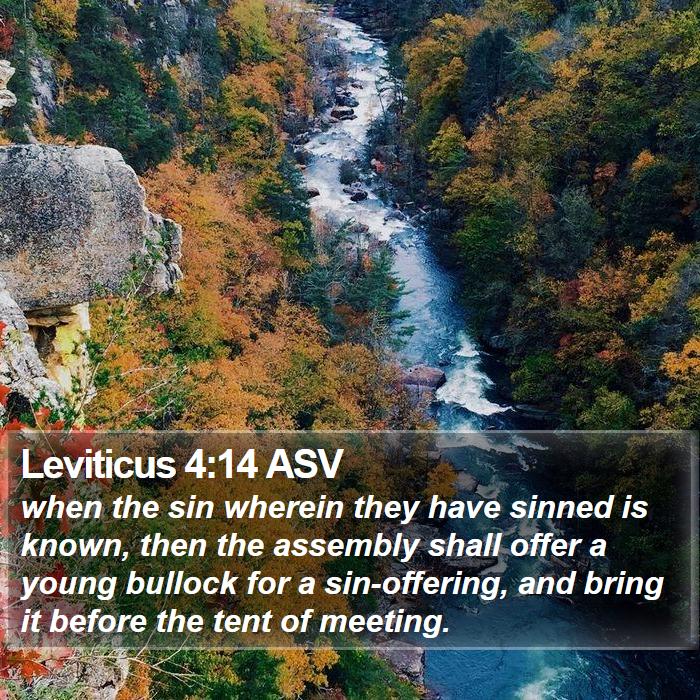 Leviticus 4:14 ASV Bible Study