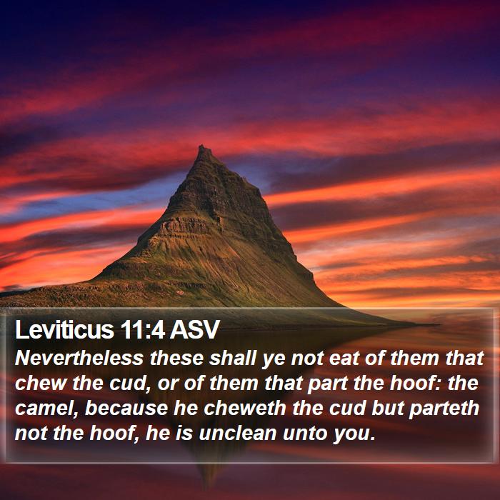 Leviticus 11:4 ASV Bible Study