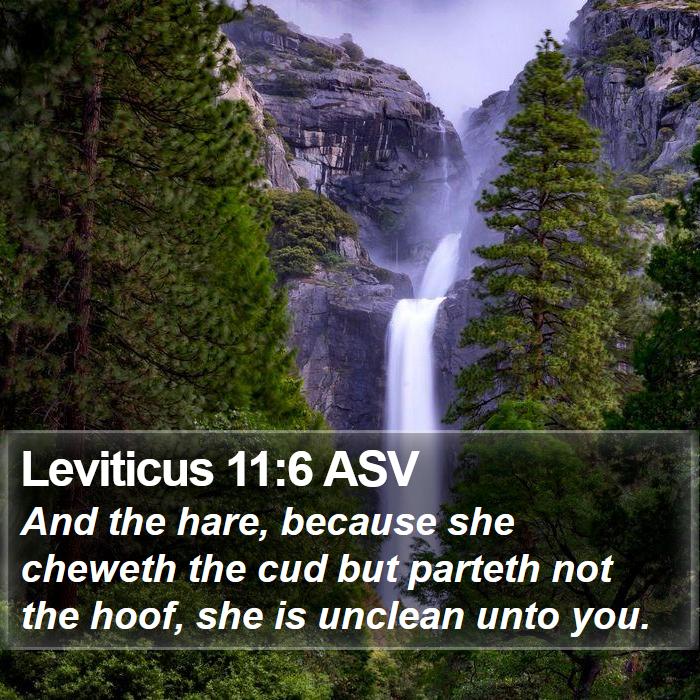 Leviticus 11:6 ASV Bible Study