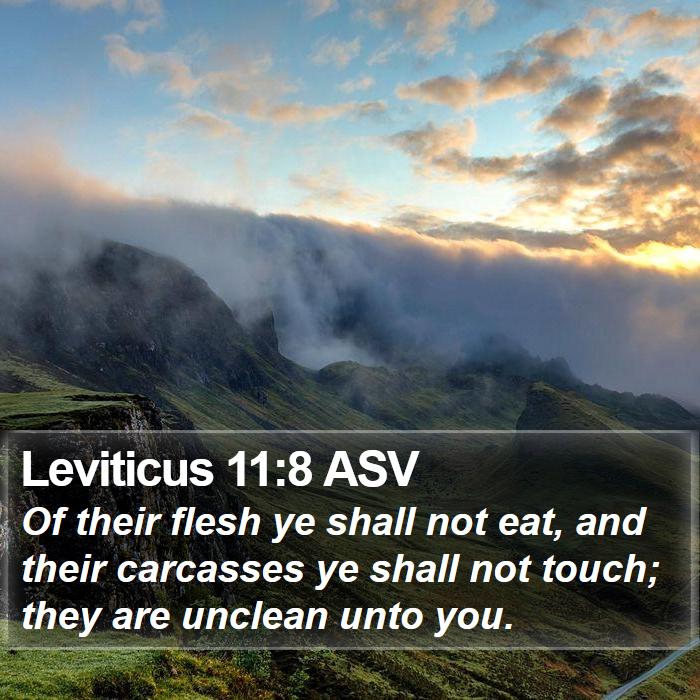 Leviticus 11:8 ASV Bible Study