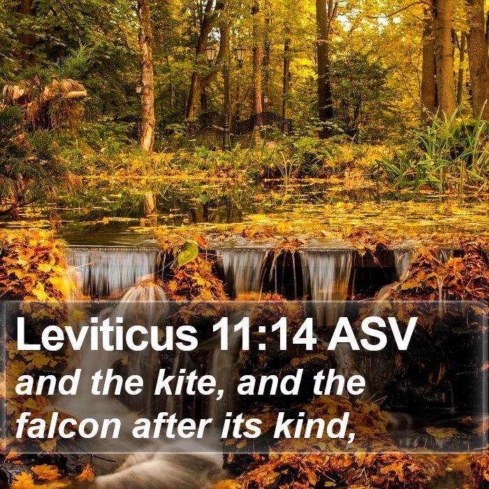 Leviticus 11:14 ASV Bible Study