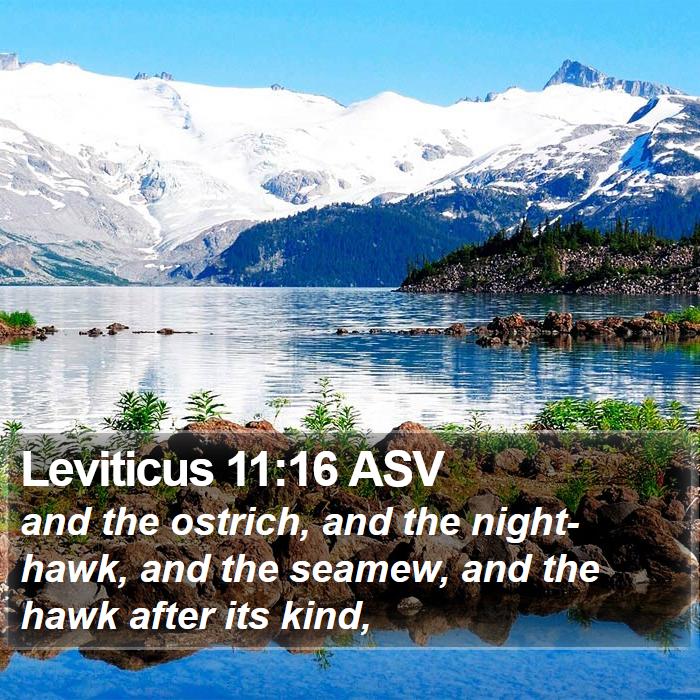 Leviticus 11:16 ASV Bible Study