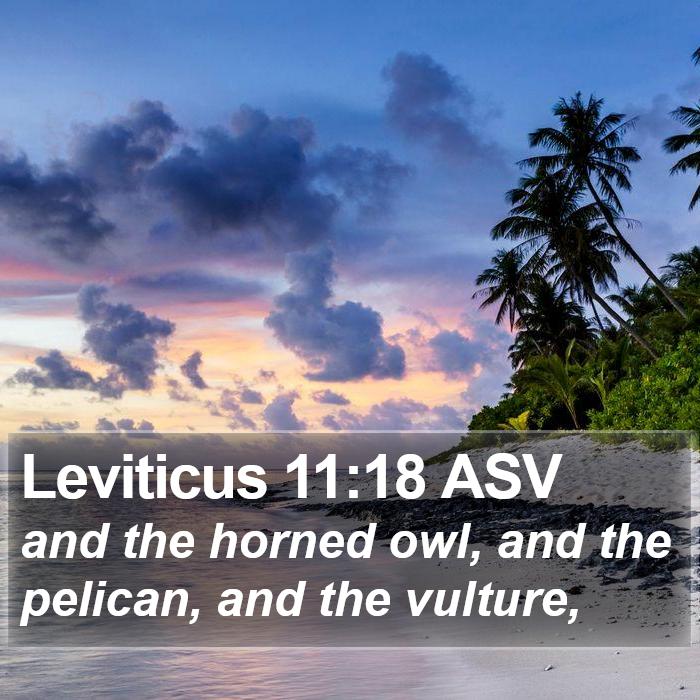 Leviticus 11:18 ASV Bible Study