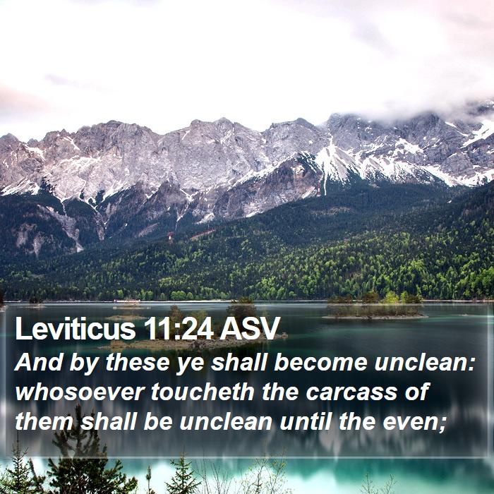 Leviticus 11:24 ASV Bible Study