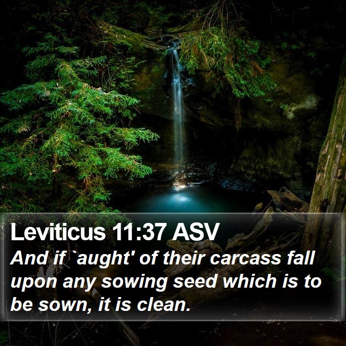 Leviticus 11:37 ASV Bible Study