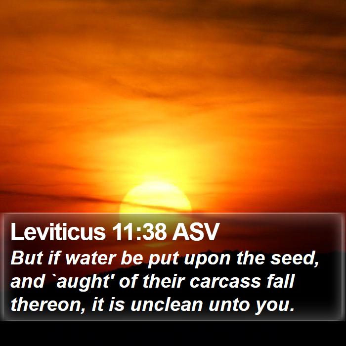 Leviticus 11:38 ASV Bible Study