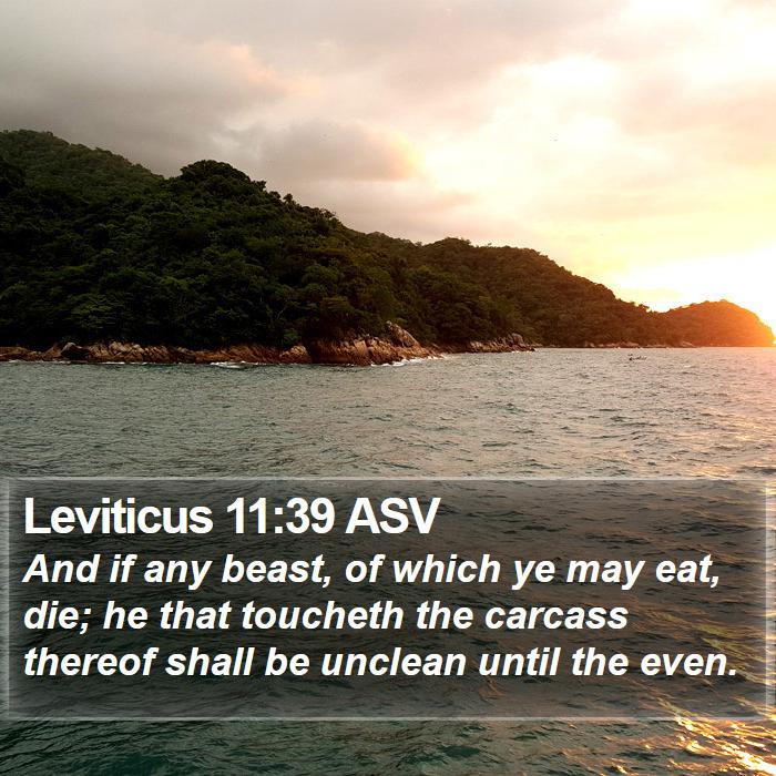 Leviticus 11:39 ASV Bible Study