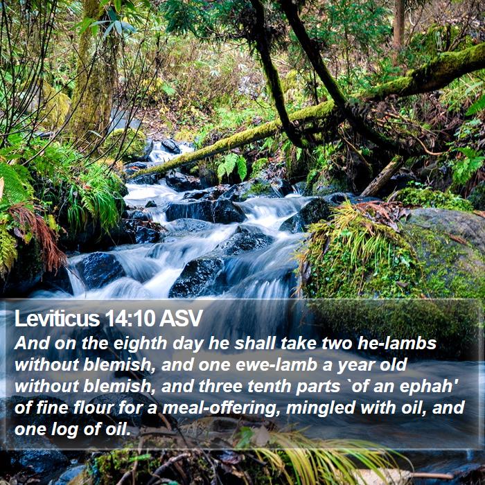 Leviticus 14:10 ASV Bible Study