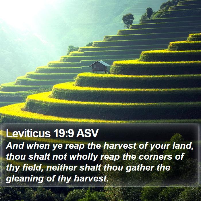 Leviticus 19:9 ASV Bible Study