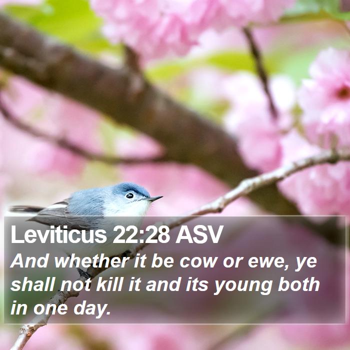 Leviticus 22:28 ASV Bible Study