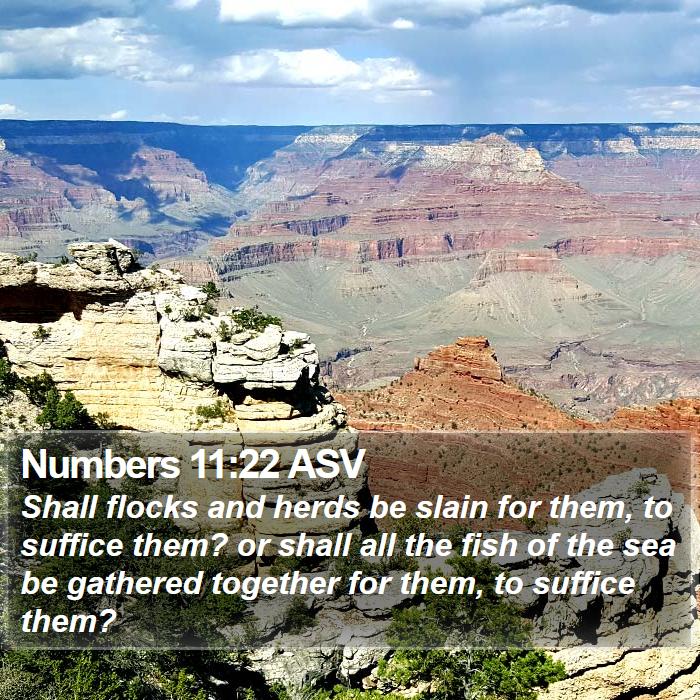 Numbers 11:22 ASV Bible Study