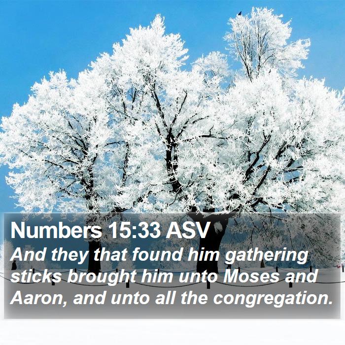 Numbers 15:33 ASV Bible Study