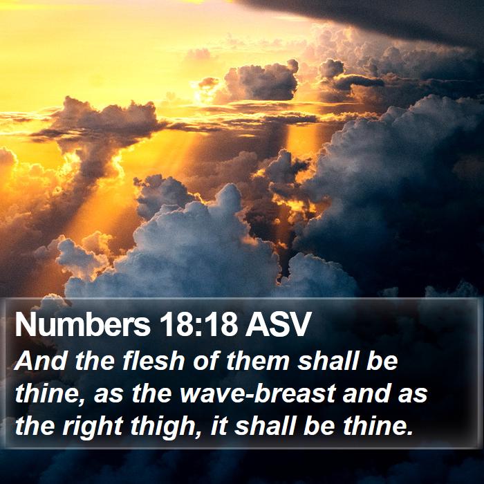 Numbers 18:18 ASV Bible Study