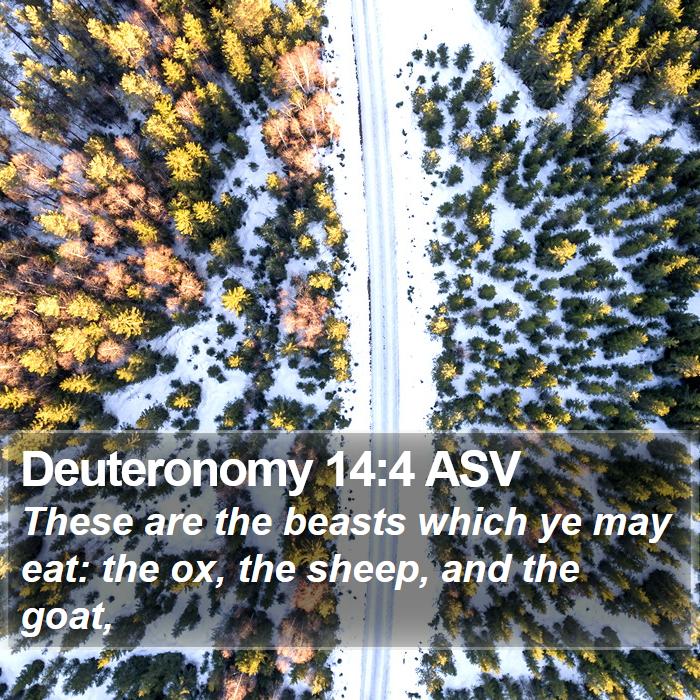 Deuteronomy 14:4 ASV Bible Study