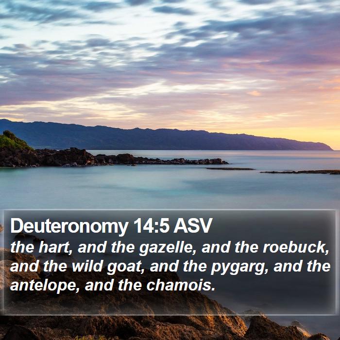 Deuteronomy 14:5 ASV Bible Study