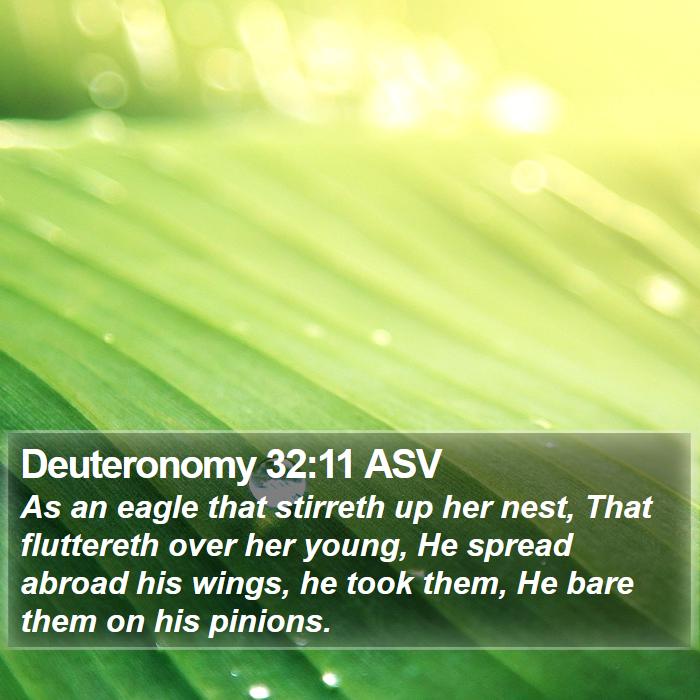 Deuteronomy 32:11 ASV Bible Study