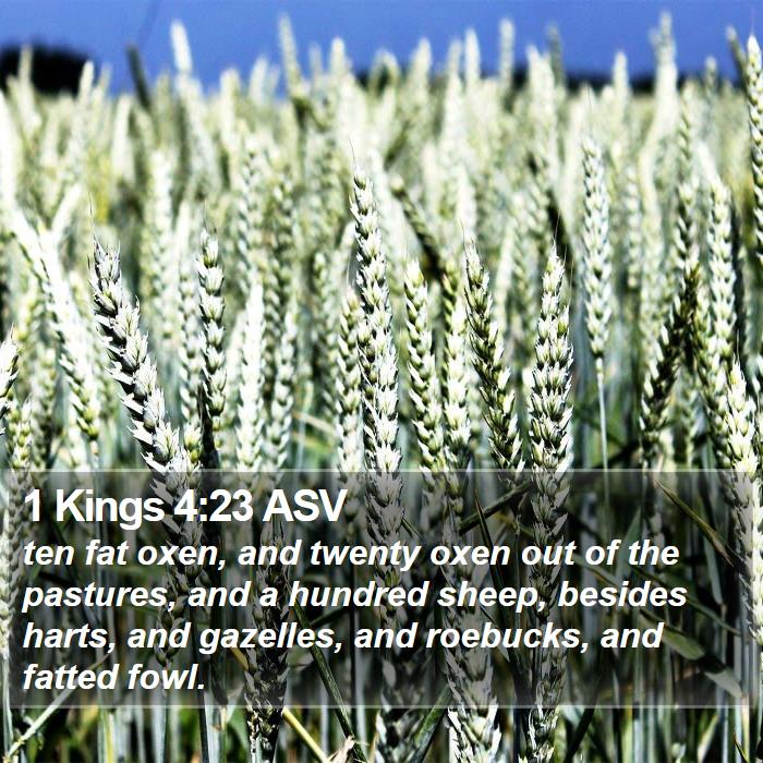 1 Kings 4:23 ASV Bible Study