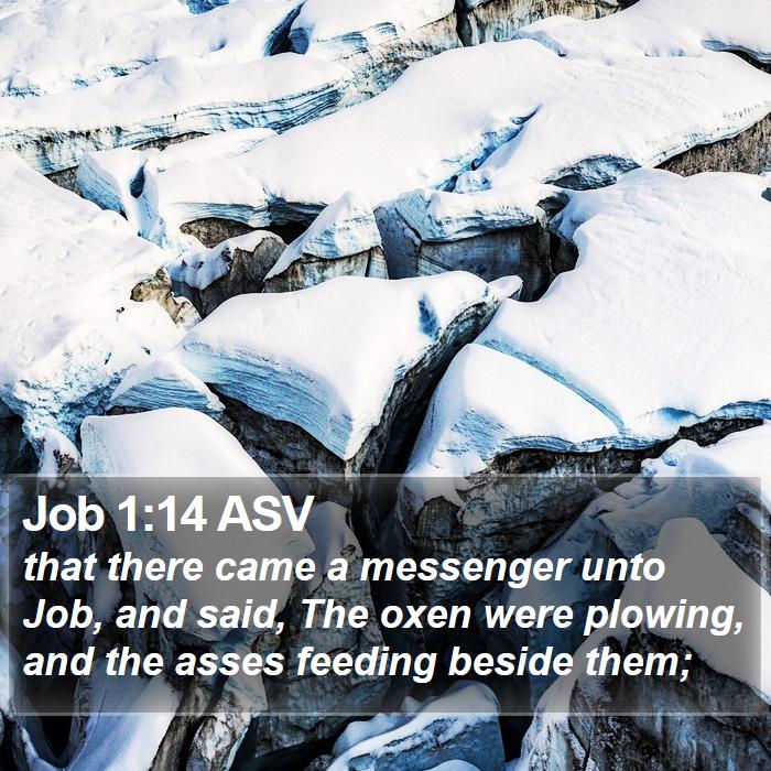 Job 1:14 ASV Bible Study