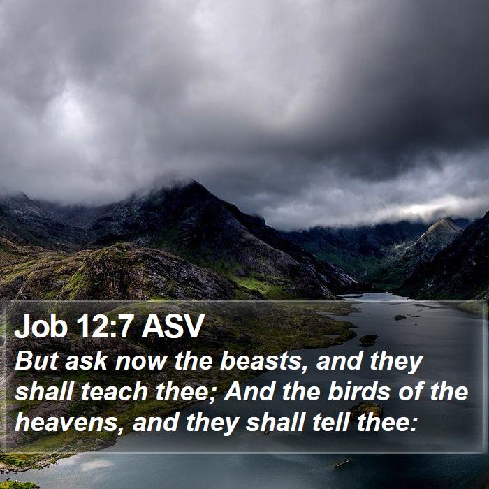 Job 12:7 ASV Bible Study