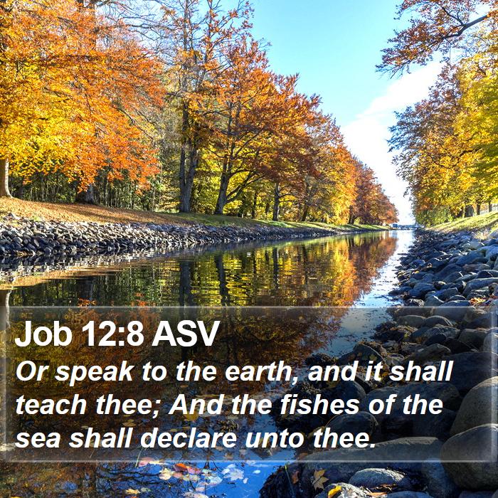 Job 12:8 ASV Bible Study