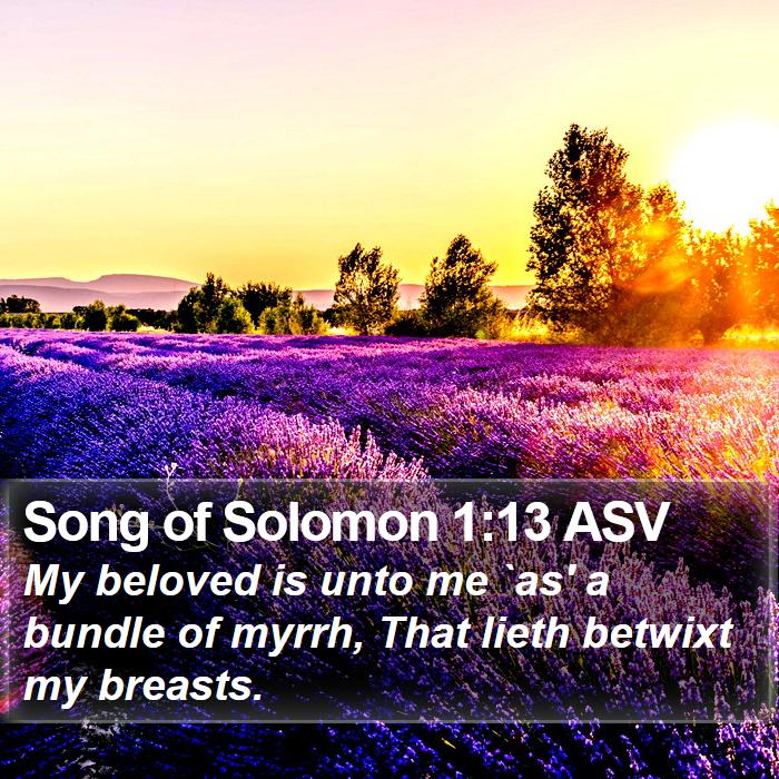 Song of Solomon 1:13 ASV Bible Study