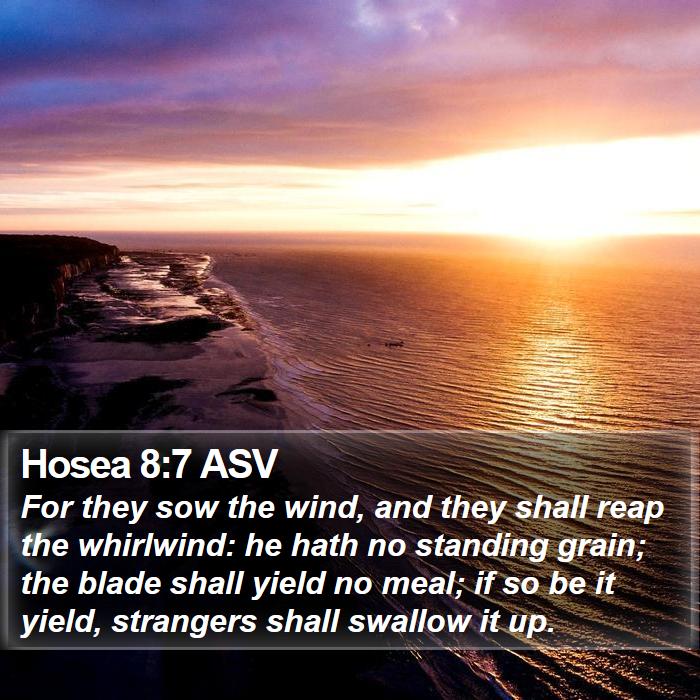 Hosea 8:7 ASV Bible Study