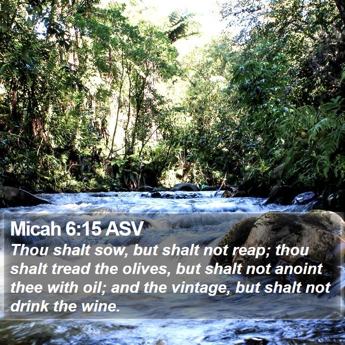 Micah 6:15 ASV Bible Study