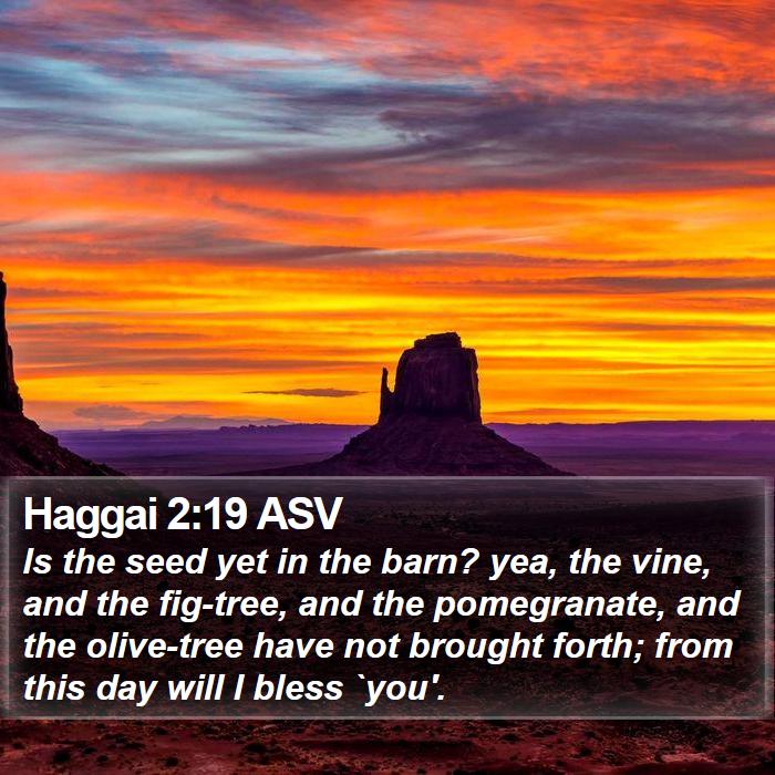 Haggai 2:19 ASV Bible Study