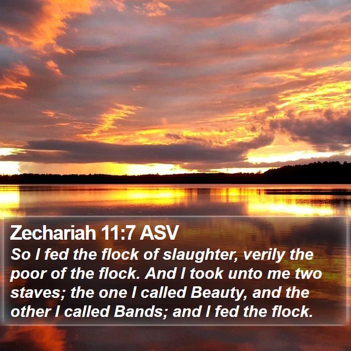 Zechariah 11:7 ASV Bible Study