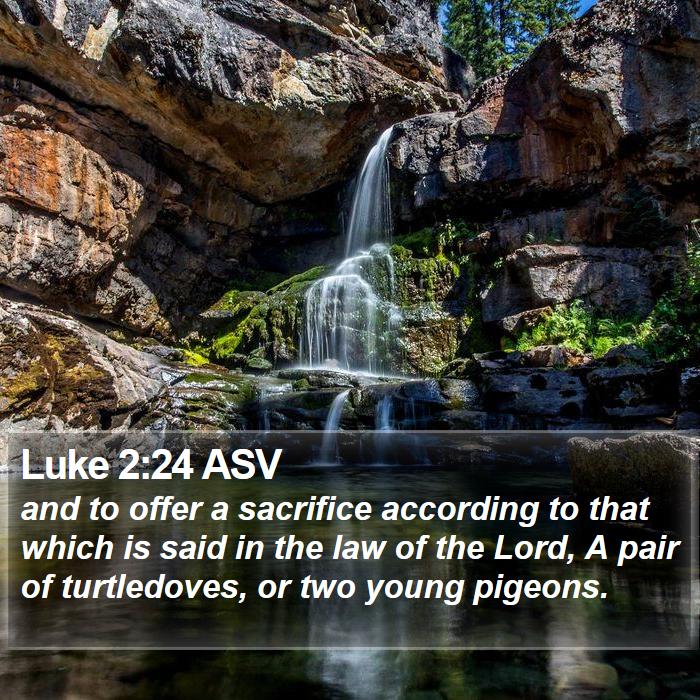 Luke 2:24 ASV Bible Study