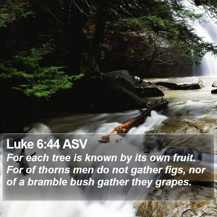 Luke 6:44 ASV Bible Study